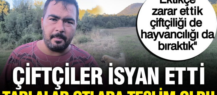 Haber gorseli
